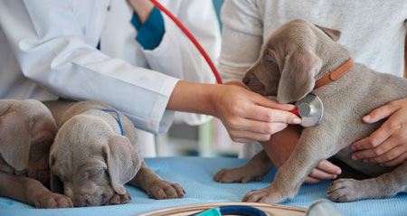 Direito Médico e da Saúde